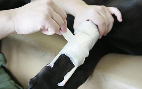 野外游玩时候狗狗发生骨折或者关节扭伤意外的包扎处理方法