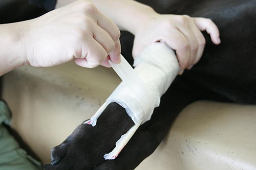 野外游玩时候狗狗发生骨折或者关节扭伤意外的包扎处理方法