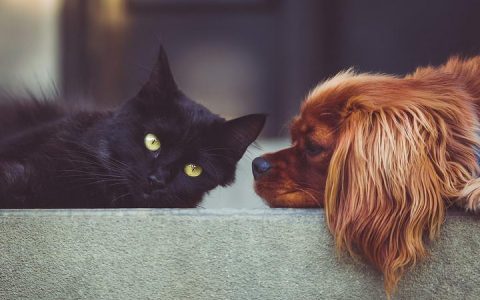 狗狗会对猫咪产生过敏么？