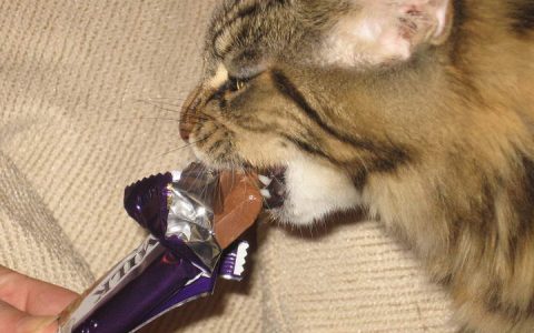 猫咪误食巧克力中毒后的症状
