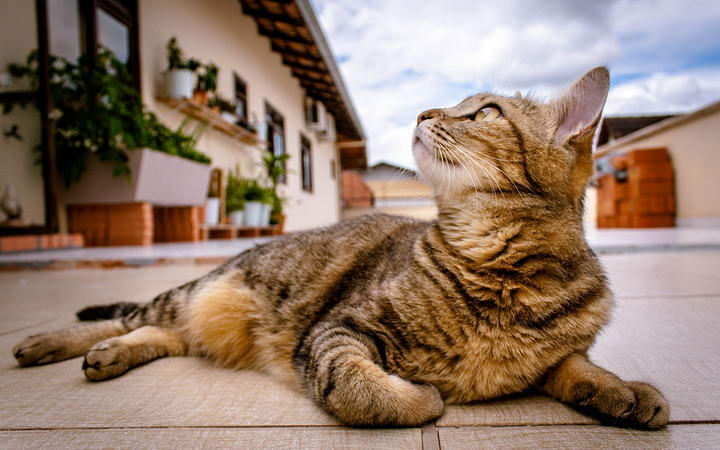 如何判断猫咪是否患有异食癖？