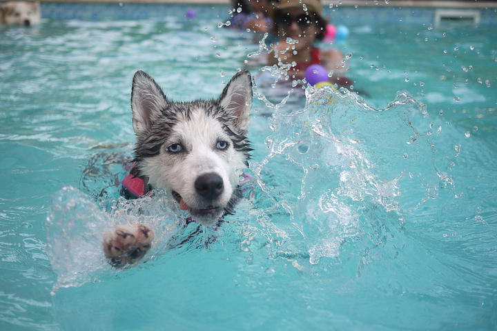 宠物狗狗夏季戏水，你应该知道的事