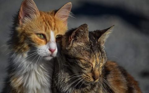 当同伴死去的时候，猫咪会感到哀伤/悲伤么？