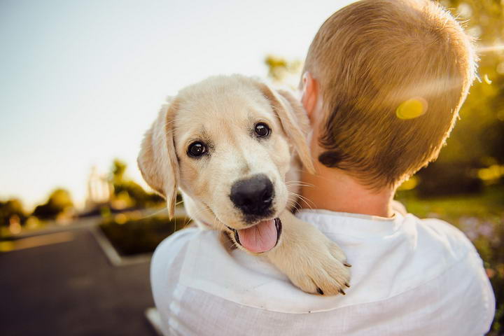 狗狗向主人表达开心的十种方式