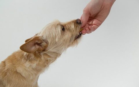 甜味剂木糖醇对狗狗健康有害的原因
