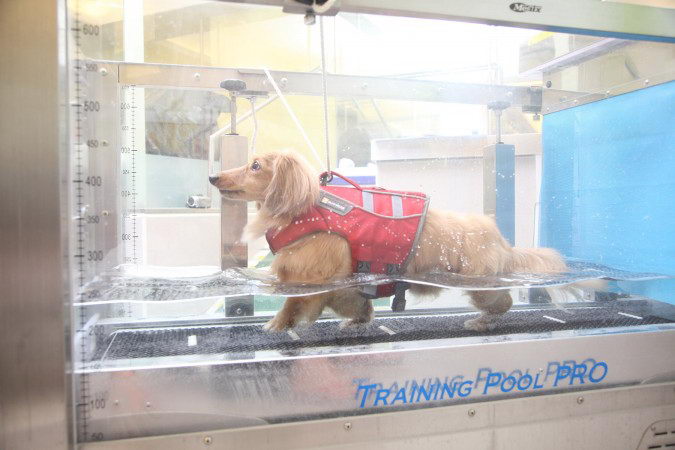 宠物狗狗的特殊疗法：宠物水疗