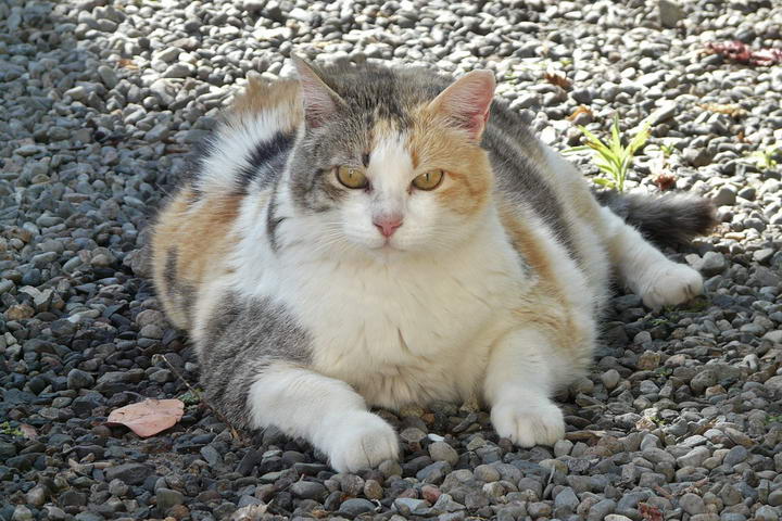 猫咪胖胖的虽然很可爱，但是却有很多危害