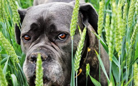 为什么狗狗也会有抑郁症？