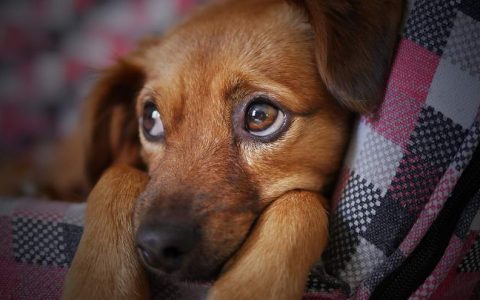 如何判断狗狗的情绪好坏？该怎么调整？