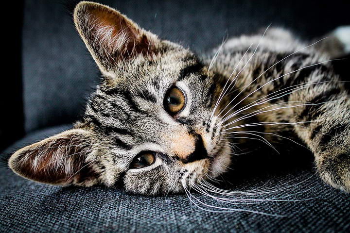 猫咪的呼噜声居然还能帮助人类治病？