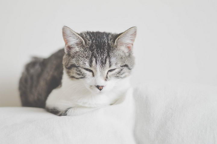猫咪的呼噜声居然还能帮助人类治病？