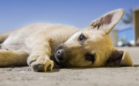 狗狗自体免疫失调时怎么办？