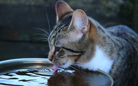 喂猫误区三：无法为猫咪提供足量干净的水分