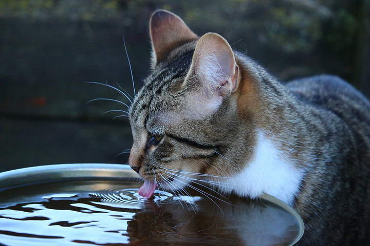 喂猫误区三：无法为猫咪提供足量干净的水分