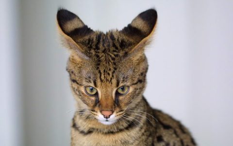 冷知识：世界上最大的宠物猫咪品种（热带草原猫，又名萨凡纳猫）