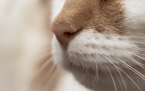 猫咪鼻子干代表什么意思？