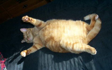 轻松帮助肥胖猫咪减重