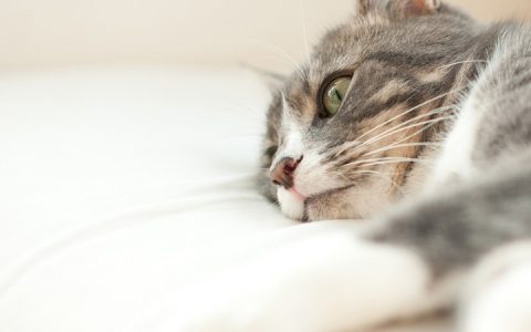 猫咪肝脏疾病：病因、征候和症状