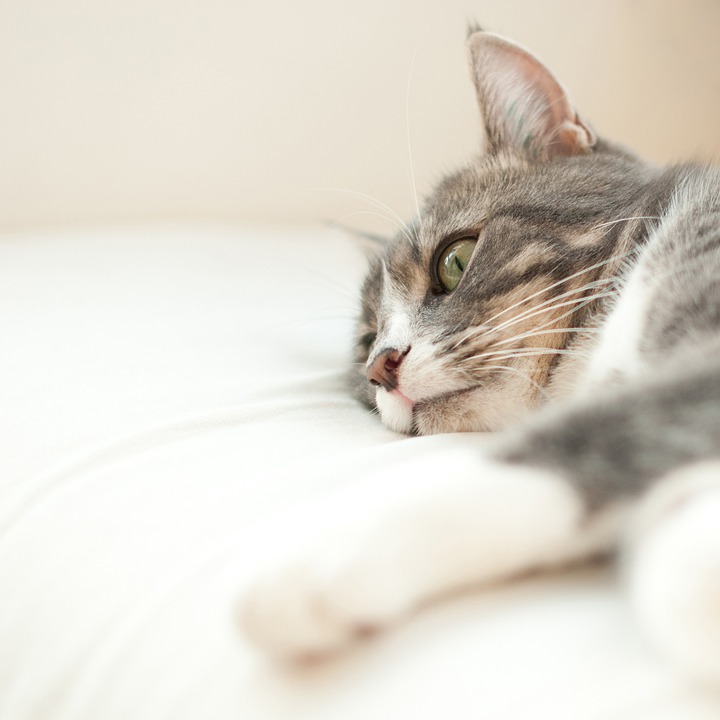 猫咪肝脏疾病：病因、征候和症状