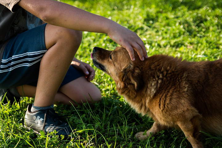 如何处理狗狗引起的过敏？过敏人士能不能养狗