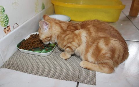 猫咪为什么会食物过敏或食物不耐？