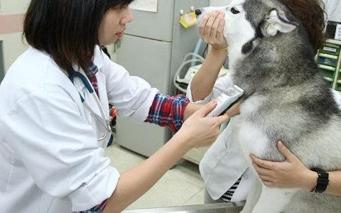 狗狗献血有哪些注意点？什么样的宠物狗可以献血