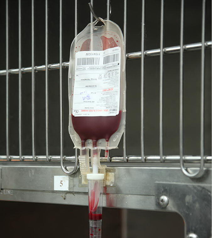 目前没有宠物专用的血袋，所以用来保存宠物血液的血袋与人用血袋相同。