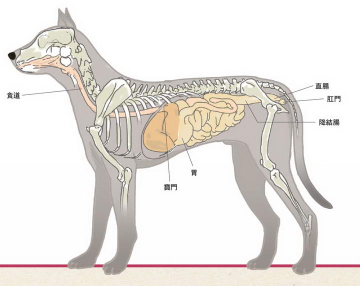 宠物狗狗猫咪和人类的肠胃道哪里不一样？
