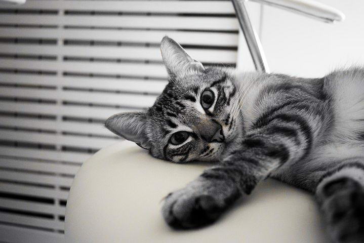 猫咪为什么晚上很活跃不睡觉？