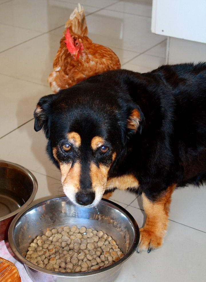 哪些原因会导致狗狗不吃东西？