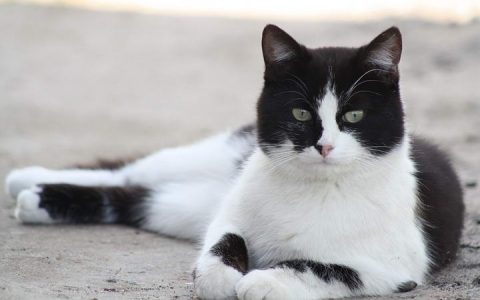 黑白色猫咪有哪些类型？为什么没有上白下黑的猫咪？