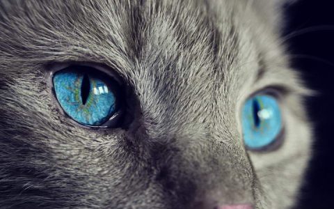 猫咪看见的世界，跟我们人类是一样的吗？