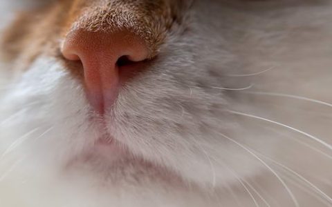 猫咪鼻子出现异常的问题