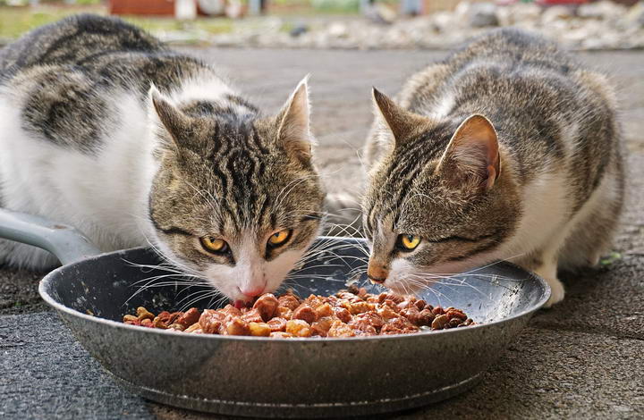猫咪这样吃营养够不够？