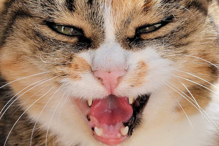 猫咪嘴巴臭：可能是患上了口腔疾病慢性口炎