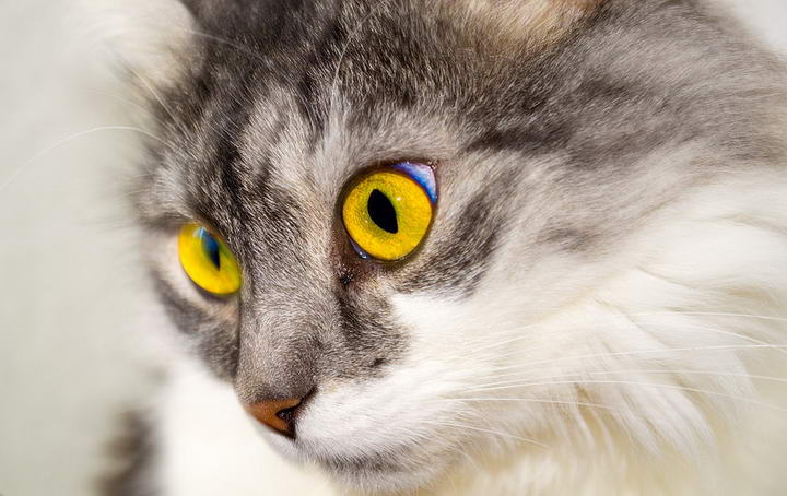 猫咪眼睛发炎怎么办？宠物猫结膜角膜炎的治疗