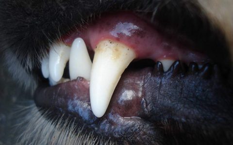 老年宠物狗狗和猫咪常见疾病之牙周病
