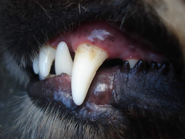 老年宠物狗狗和猫咪常见疾病之牙周病