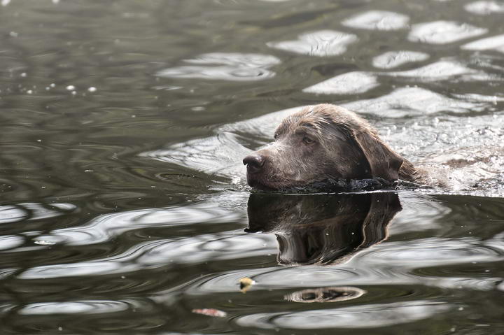 警惕：游泳时河水中的藻类也能杀死你的狗狗