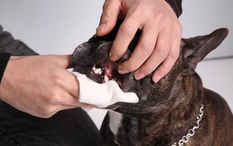 给狗狗和猫咪刷牙习惯的养成和方法