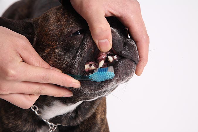 狗狗刷牙牙刷与牙齿表面要成45度角
