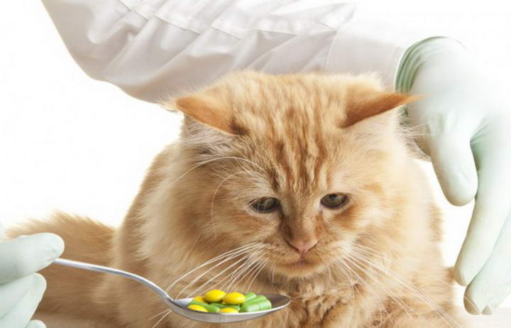 掌握正确的给猫咪喂药的方法