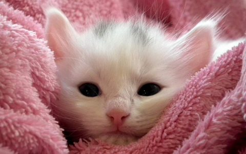 幼猫小奶猫常见的3种疾病