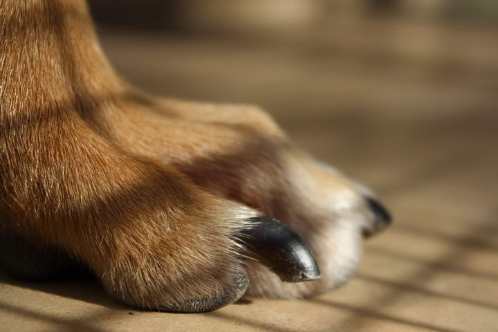 你的狗狗是白色指甲还是黑色指甲？剪指甲可是大有不同
