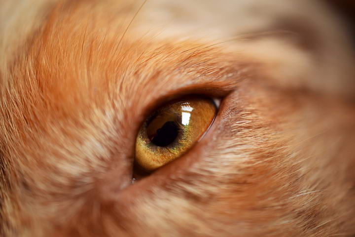 研究表明，狗狗已经进化出了一种新的眼肌来和人类交流