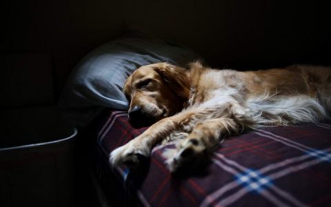 狗狗睡姿代表了它的个性，看看你家的狗狗属于什么性格
