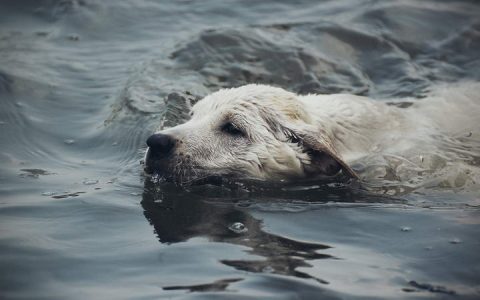 宠物冷知识：狗狗天生就会游泳吗？