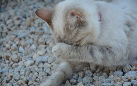 猫咪为什么不爱在猫砂盆中尿尿或者便便？