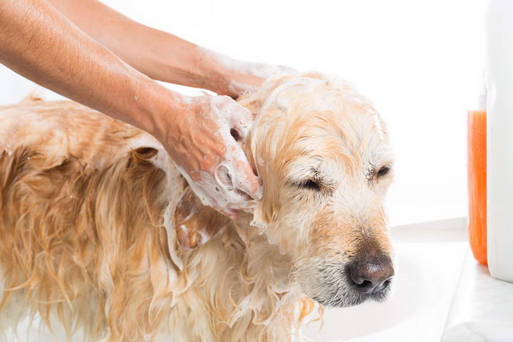 狗狗讨厌洗澡，可能是因为过去不愉快的洗澡经历