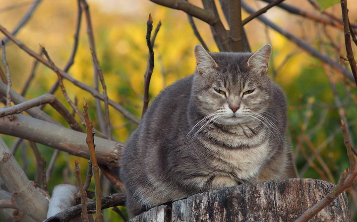 猫咪肥胖可能会引起哪些疾病